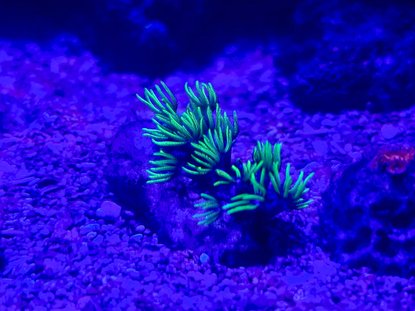 Green Star Polyps
